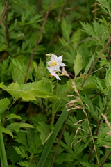 Solanum carolinense