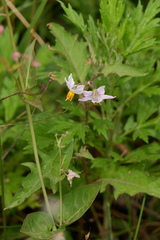 Solanum carolinense