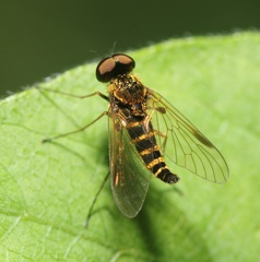 Chrysopilus fasciatus