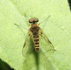 Chrysopilus fasciatus