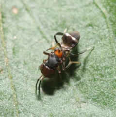 Encyrtus