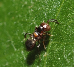 Encyrtus