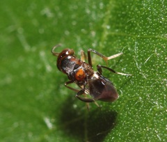 Encyrtus