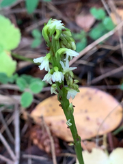 Platanthera ephemerantha