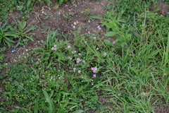 Erodium cicutarium