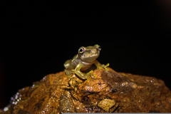 Ptychohyla hypomykter