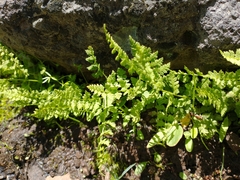 Woodsia oregana