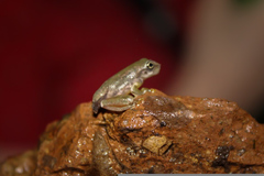 Ptychohyla hypomykter