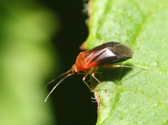 Rhinocapsus rubricans