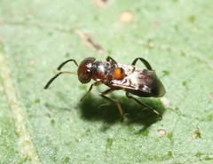 Encyrtus