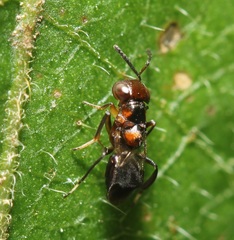 Encyrtus