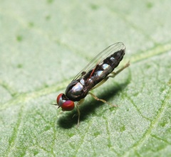 Bertamyia notata