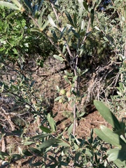 Peraphyllum ramosissimum