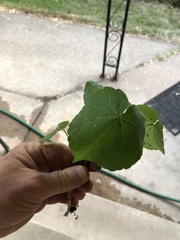 Abutilon theophrasti