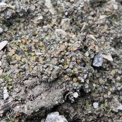 Placidium squamulosum