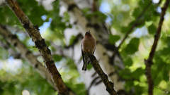 Fringilla coelebs