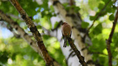 Fringilla coelebs