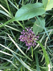Allium