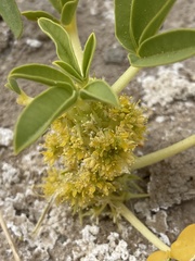 Oxystylis lutea