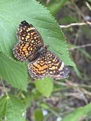 Phyciodes graphica