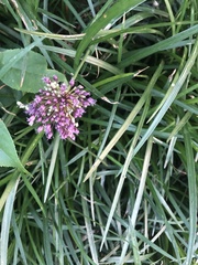 Allium