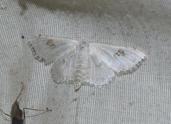 Somatina omicraria