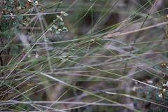 Austrostipa muelleri