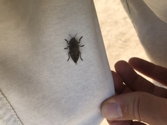 Dicercini