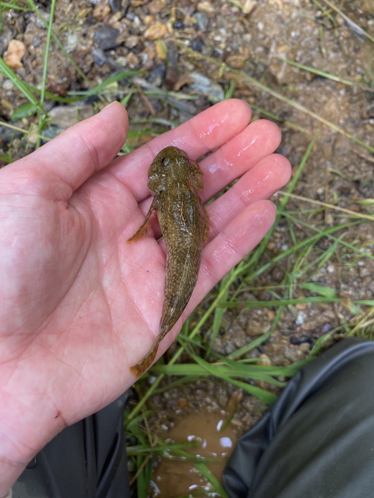 Freshwater Sculpins from Coatesville, PA, US on June 14, 2021 at 03:45 ...