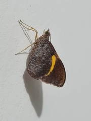 Lepidoptera