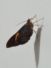 Lepidoptera