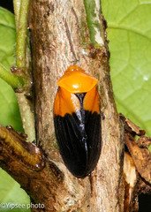 Leptataspis nigriscutellata