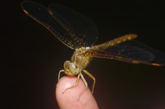 Neurocordulia xanthosoma