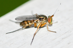 Tachytrechus moechus