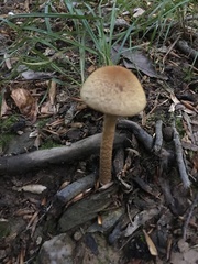 Lacrymaria echiniceps