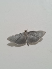 Lepidoptera