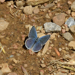 Cupido amyntula