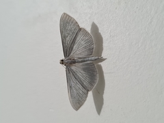 Lepidoptera