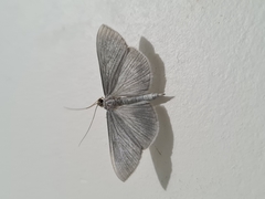 Lepidoptera
