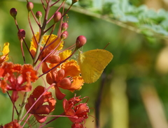 Phoebis agarithe fisheri