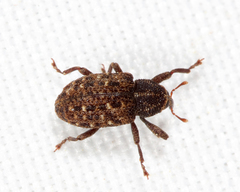 Apteromechus ferratus