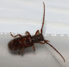 Eupogonius tomentosus