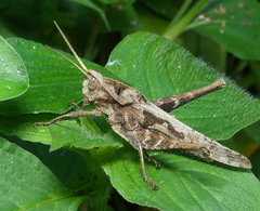 Xyleus discoideus angulatus