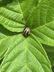 Calligrapha californica