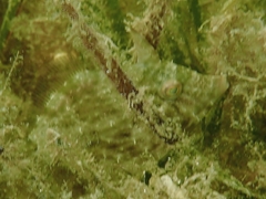 Monacanthus ciliatus