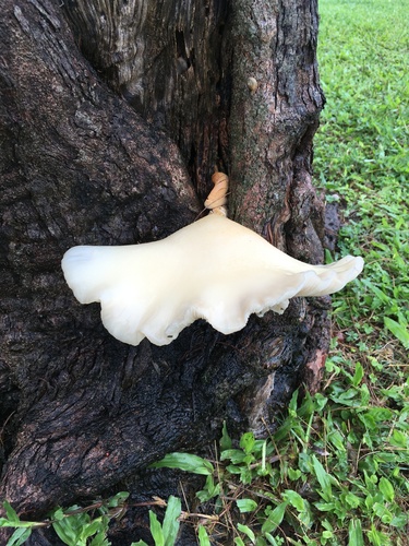 Pleurotus pulmonarius