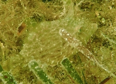 Monacanthus ciliatus