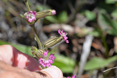Silene verecunda