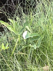 Peltandra sagittifolia