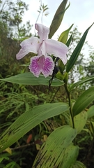 Sobralia rosea